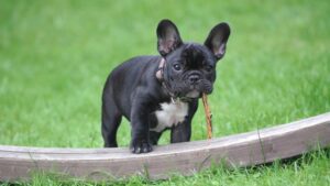 Разбор состава корма Alleva natural puppy