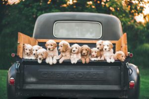 Разбор состава корма Alleva natural puppy