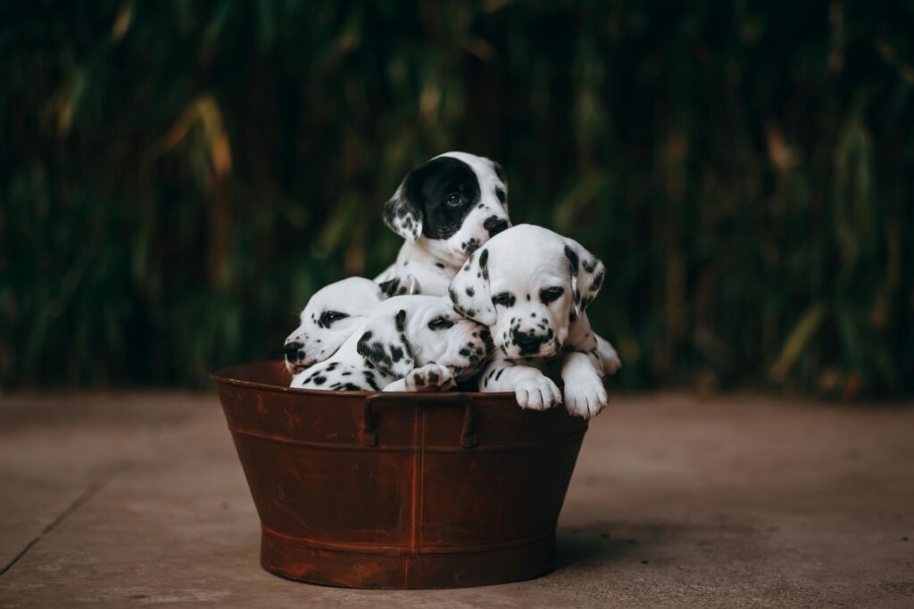 Разбор состава корма Alleva natural puppy